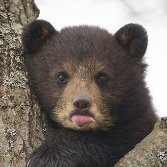 🐻 Bears Daily 🐻's profile picture