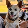 Фото профиля Ralph E. Dog