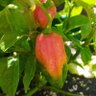 Jengibre y Albahaca profil fotoğrafı