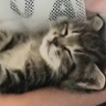 RYO🐹🐾道産子MINI profil fotoğrafı