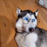Profilbild von Shima
