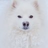 FD Sukoi profil fotoğrafı
