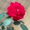 蘇海翔 profil fotoğrafı