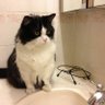 ego.check.cat's profile picture