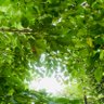 evergreen TOKYO profil fotoğrafı
