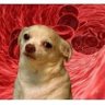 NotSoDokem's profile picture