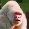 Profilbild von VanillaGorilla