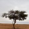 عبدالمجيد profil fotoğrafı