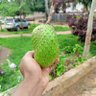 Peter Mosa 的头像