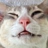 Profilbild von LUNALAPIN🌞💎👑❤🐈⬛