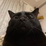 Profilbild von ベンチウォーマー