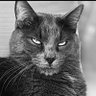 Profilbild von Stanimal72