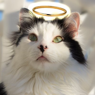 TheOreoCat's profile picture