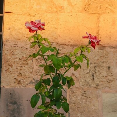 sen454lit666's profile picture
