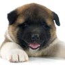 Mr. Akita's profile picture