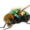 flyonthewall 的头像