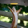 The Gloating Squirrel's profile picture