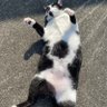 むっしっしー's profile picture