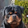 Formatic Dayvhid profil fotoğrafı