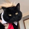 Profilbild von Black Sheep