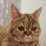 Profilbild von Snobby Cat