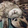 Висловух Михася profil fotoğrafı