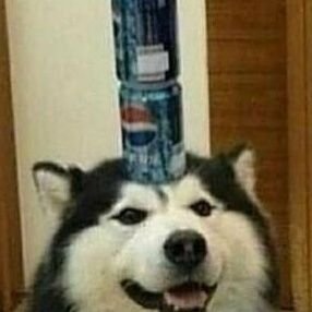 goyosucreausucr's profile picture