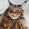 Trytigirl profil fotoğrafı
