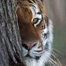 Tiger 1981 的头像