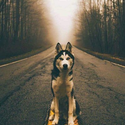 AhmetZor1574374's profile picture