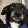 indie guinada's profile picture