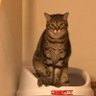 cat3 的头像