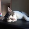 Félix 🖤❤️ profil fotoğrafı