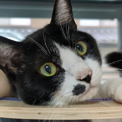 うち猫's profile picture