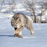 Bobcat Eats 🇺🇸 的头像
