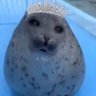 🔞|👑Hime-Selkie🦭 的头像