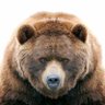 あんこクマ王 的头像
