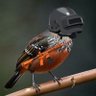 🇨🇱 CHUKAO 🇺🇸 profil fotoğrafı