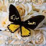 الكنك profil fotoğrafı