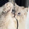 Фото профиля 【いれぶん🐾໊】サイベリアン