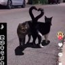 ギンちゃん 的头像