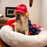 Captain Nugget of The Far Right - Anti Communist profil fotoğrafı