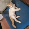 pappettan profil fotoğrafı