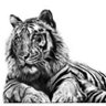Jungle Lord's profile picture