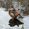 Фото профиля Freedom Bird