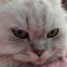 Маруся Черткова🇮🇱's profile picture