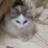 (福)ピーナツ's profile picture