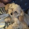 Sherri B's profile picture