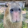 Ryley Jr profil fotoğrafı