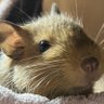 そら✩.*˚デグー チンチラ ハリ飼い 的头像
